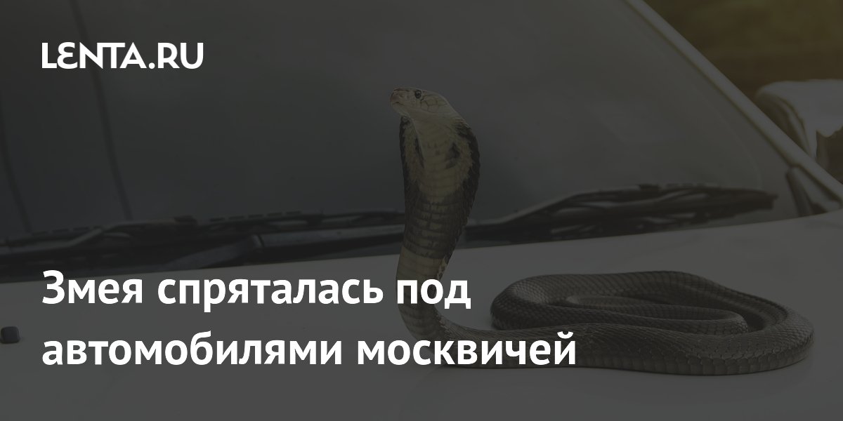 Черно-желтую змею заметили под автомобилем в Москве: что делать Черно-желтую змею заметили под автомобилем в Москве: что делать
