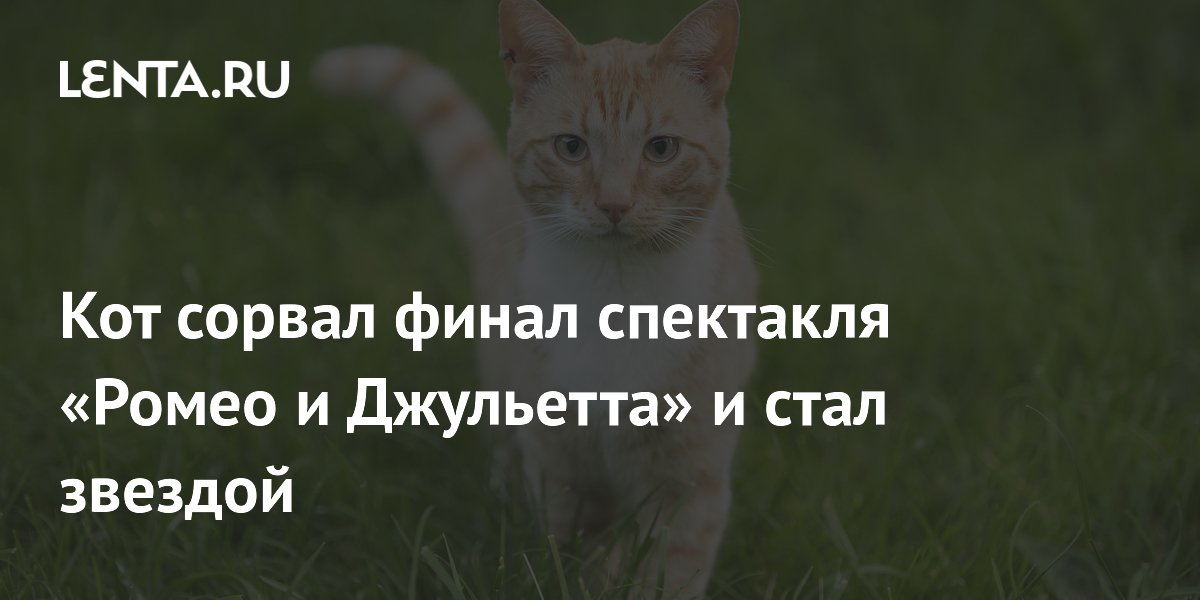 Кот сорвал финал «Ромео и Джульетты» и стал звездой спектакля в Турции Кот сорвал финал «Ромео и Джульетты» и стал звездой спектакля в Турции