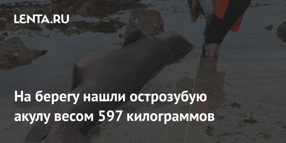 На острове Джерси нашли редкую острозубую акулу весом почти 600 кг На острове Джерси нашли редкую острозубую акулу весом почти 600 кг
