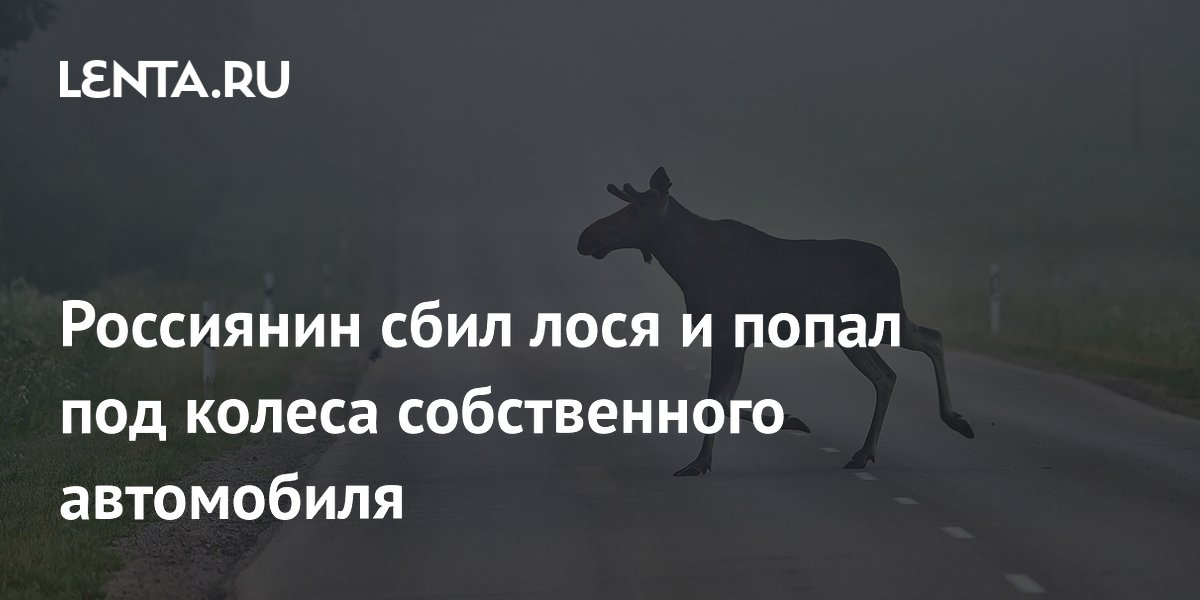 В Ленобласти водитель сбил лося и погиб под колесами собственного автомобиля