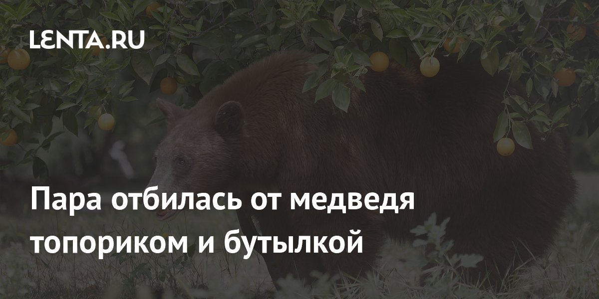 Семья в США отбилась от медведя топориком и бутылкой с водой Семья в США отбилась от медведя топориком и бутылкой с водой