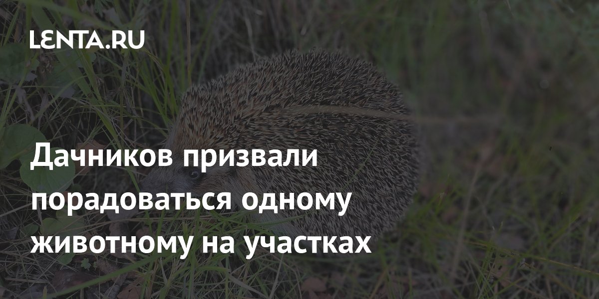 Ежи на даче: бесплатный помощник в борьбе с вредителями Ежи на даче: бесплатный помощник в борьбе с вредителями