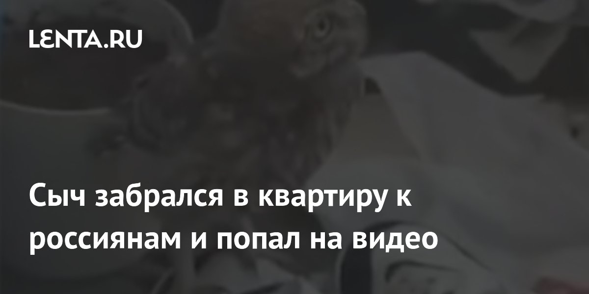 Сыч залетел в квартиру к жителям Донецка и попал на видео