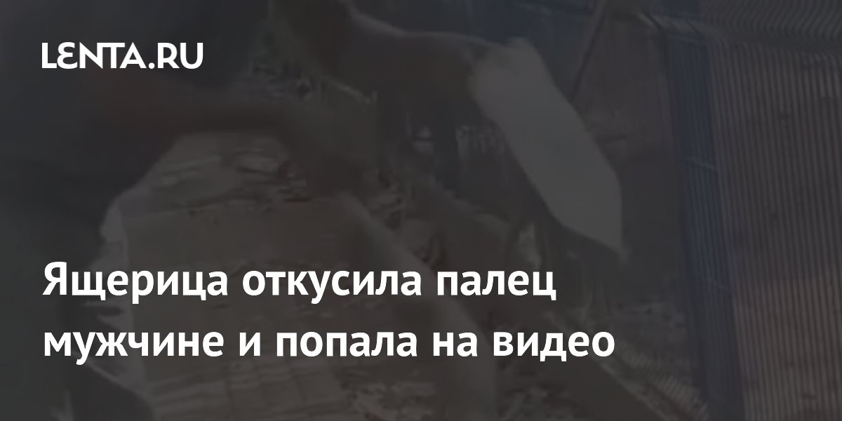 Ящерица откусила палец рабочему: как правильно вести себя с дикими животными Ящерица откусила палец рабочему: как правильно вести себя с дикими животными