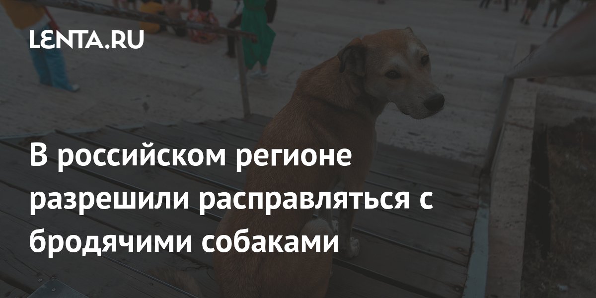 В Иркутской области приняли закон об усыплении агрессивных бродячих собак