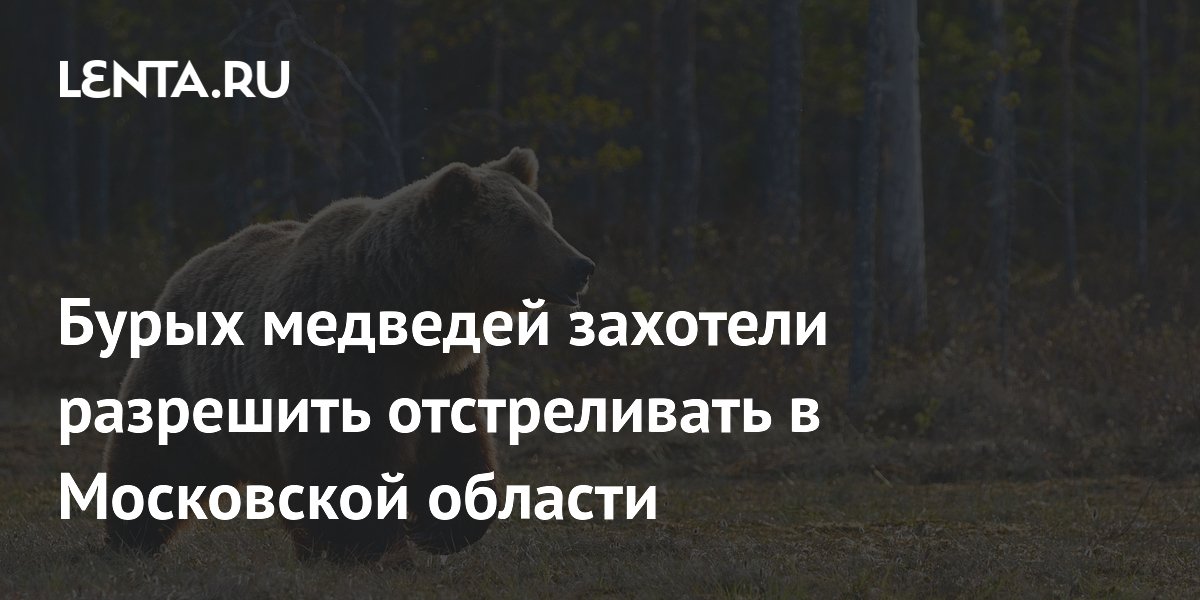 Бурых медведей могут разрешить отстреливать в Московской области из-за роста популяции
