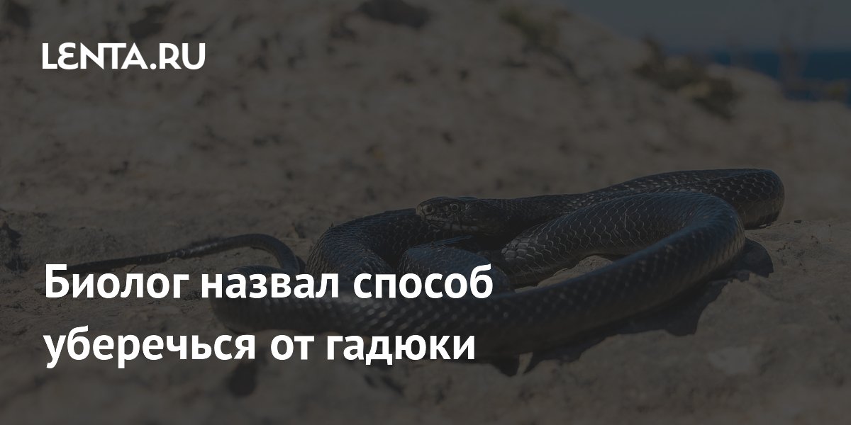 Биолог Лебединский: резиновые сапоги защитят от укуса гадюки в лесу