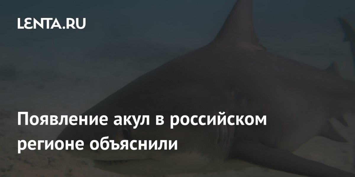 Появление акул в Приморье объяснили: они пришли за рыбой и скоро уйдут Появление акул в Приморье объяснили: они пришли за рыбой и скоро уйдут