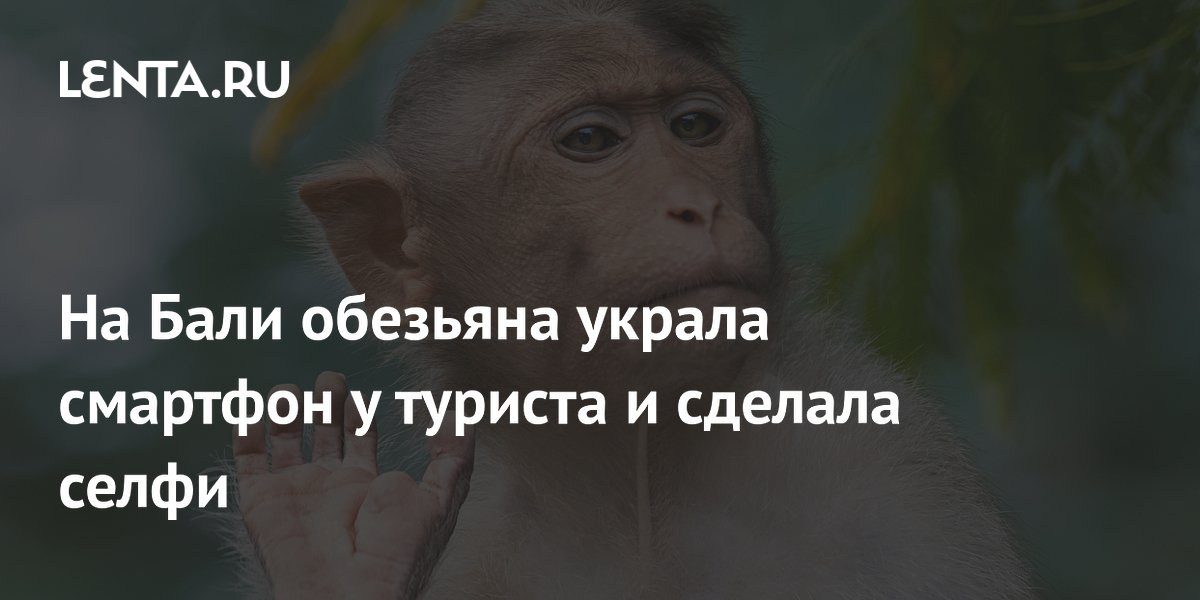 Обезьяна на Бали украла смартфон у туриста и сделала селфи Обезьяна на Бали украла смартфон у туриста и сделала селфи