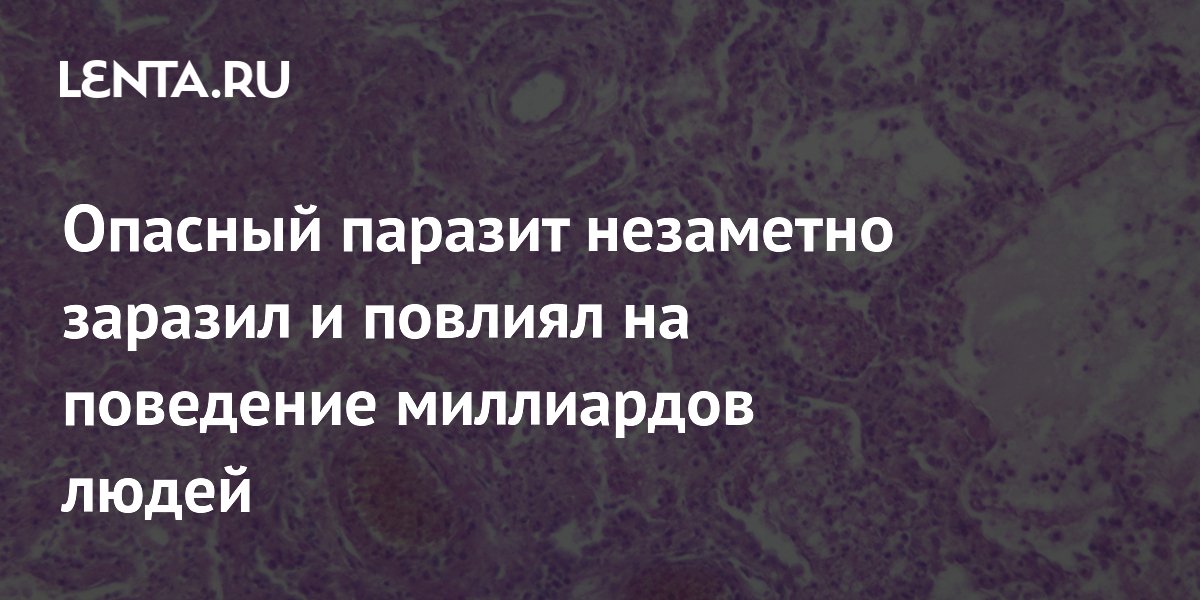 Кошки и токсоплазмоз: чем опасен паразит и как защитить себя Кошки и токсоплазмоз: чем опасен паразит и как защитить себя