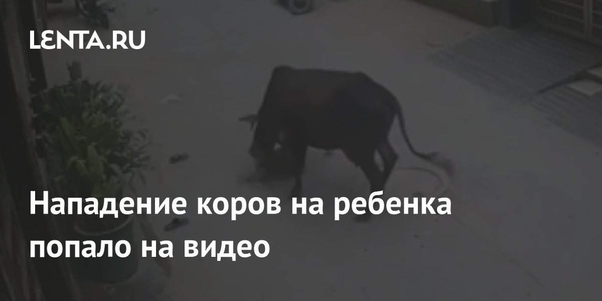 Нападение коровы на ребёнка в Индии попало на видео: мальчика спасли прохожие Нападение коровы на ребёнка в Индии попало на видео: мальчика спасли прохожие