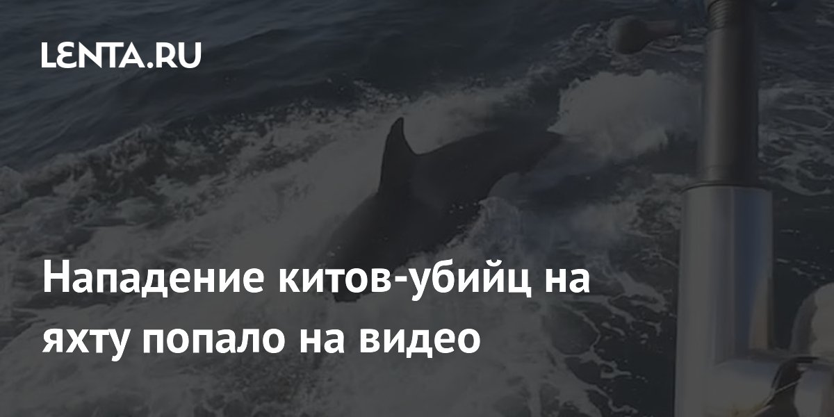 Косатки атаковали яхту у Гибралтара: видео и необычный совет от экипажа Косатки атаковали яхту у Гибралтара: видео и необычный совет от экипажа