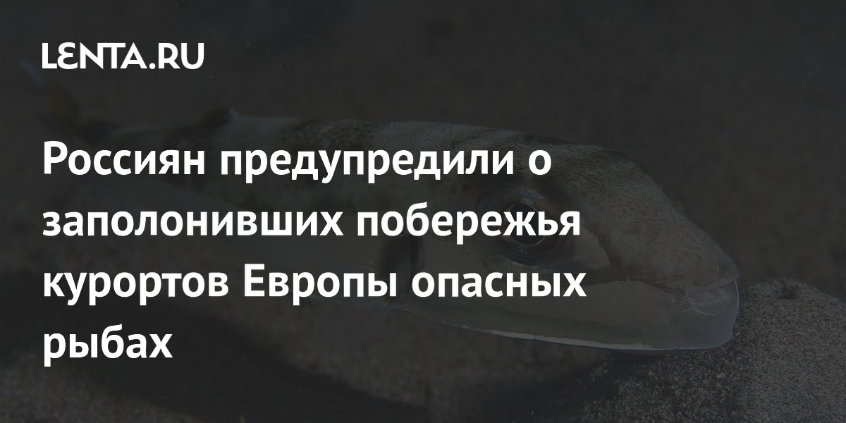 Туристов предупредили об опасных иглобрюхах на пляжах Италии, Испании и Греции
