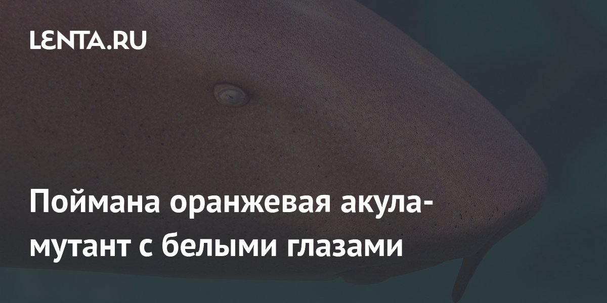 Рыбак выловил оранжевую акулу-мутанта с белыми глазами в Карибском море Рыбак выловил оранжевую акулу-мутанта с белыми глазами в Карибском море