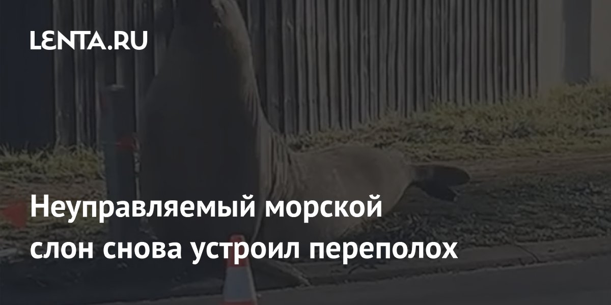 Морской слон Нил устроил погром на дороге в Тасмании во время линьки Морской слон Нил устроил погром на дороге в Тасмании во время линьки