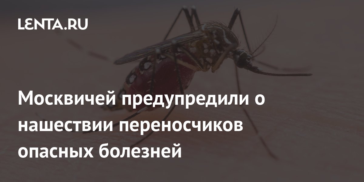 Москвичей предупредили о возможном появлении тропических комаров-переносчиков болезней Москвичей предупредили о возможном появлении тропических комаров-переносчиков болезней
