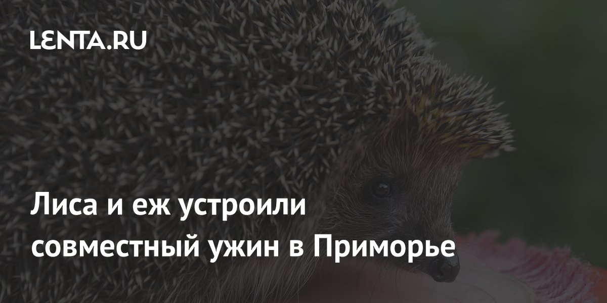 Лиса и еж устроили совместный ужин в Приморье — удивительное видео Лиса и еж устроили совместный ужин в Приморье — удивительное видео