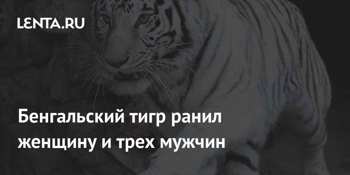 Бенгальский тигр напал на четырех человек в Индии: подробности происшествия Бенгальский тигр напал на четырех человек в Индии: подробности происшествия