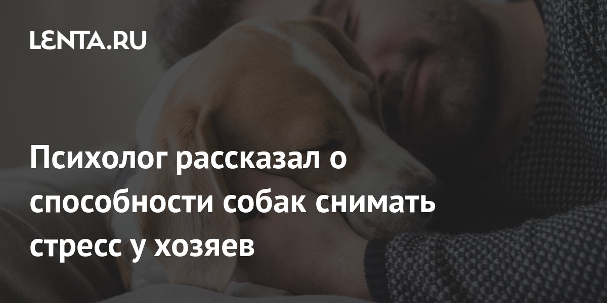 Психолог объяснил, как собаки помогают хозяевам снимать стресс Психолог объяснил, как собаки помогают хозяевам снимать стресс