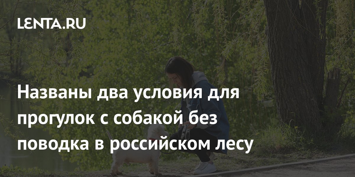 Эксперт назвал два условия для прогулок с собакой в лесу без поводка Эксперт назвал два условия для прогулок с собакой в лесу без поводка