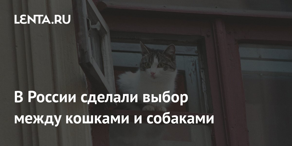 Россияне предпочли кошек собакам: результаты опроса Россияне предпочли кошек собакам: результаты опроса