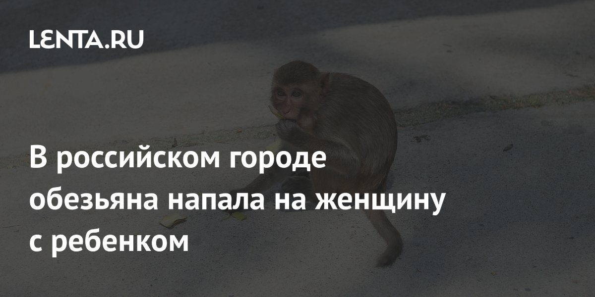 Обезьяна укусила школьника в Ростове: советы по безопасности при содержании экзотов Обезьяна укусила школьника в Ростове: советы по безопасности при содержании экзотов