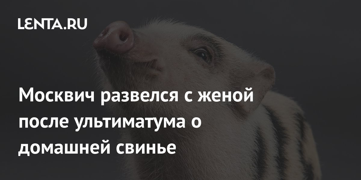 Мини-пиг стал причиной развода: как домашняя свинья разрушила брак Мини-пиг стал причиной развода: как домашняя свинья разрушила брак