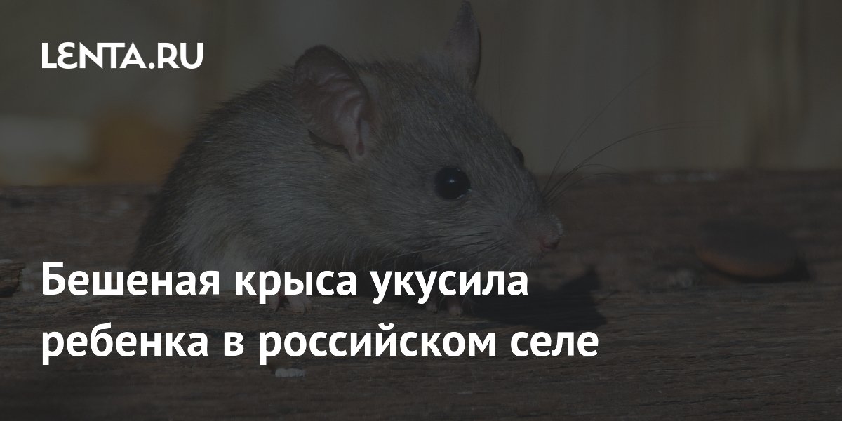 Ребенка укусила бешеная крыса в селе Амурской области, введен карантин