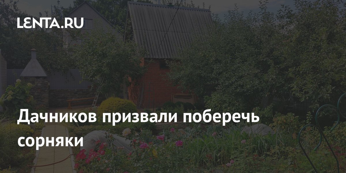 Не спешите вырывать сорняки: крапива и одуванчик станут удобрением для грядок Не спешите вырывать сорняки: крапива и одуванчик станут удобрением для грядок