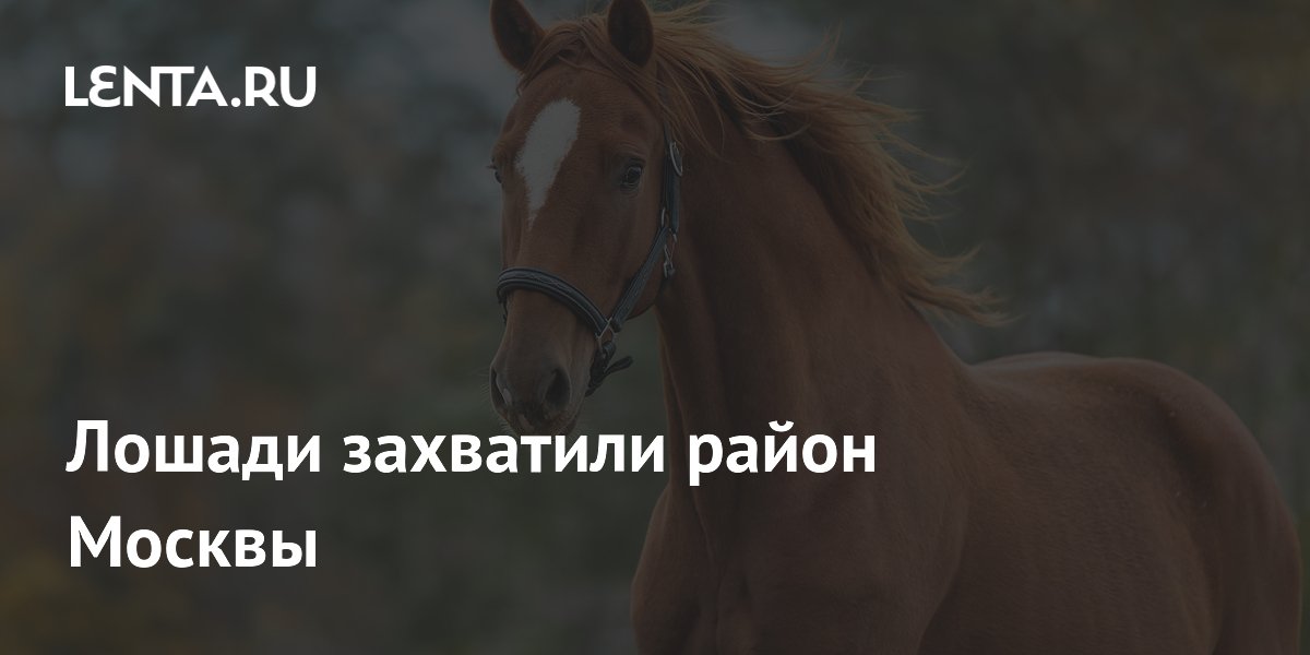 Московский район Новые Ватутинки «захватили» лошади: мешают проезду и громят мусорки