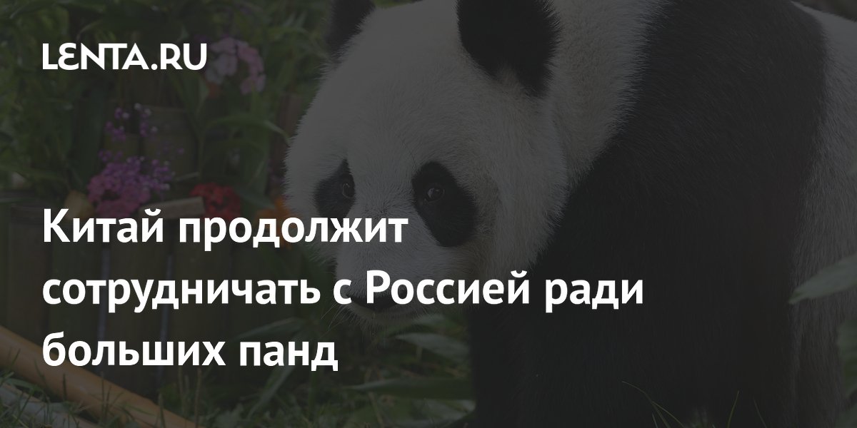Китай продолжит сотрудничать с Россией ради больших панд: что это значит для Катюши Китай продолжит сотрудничать с Россией ради больших панд: что это значит для Катюши
