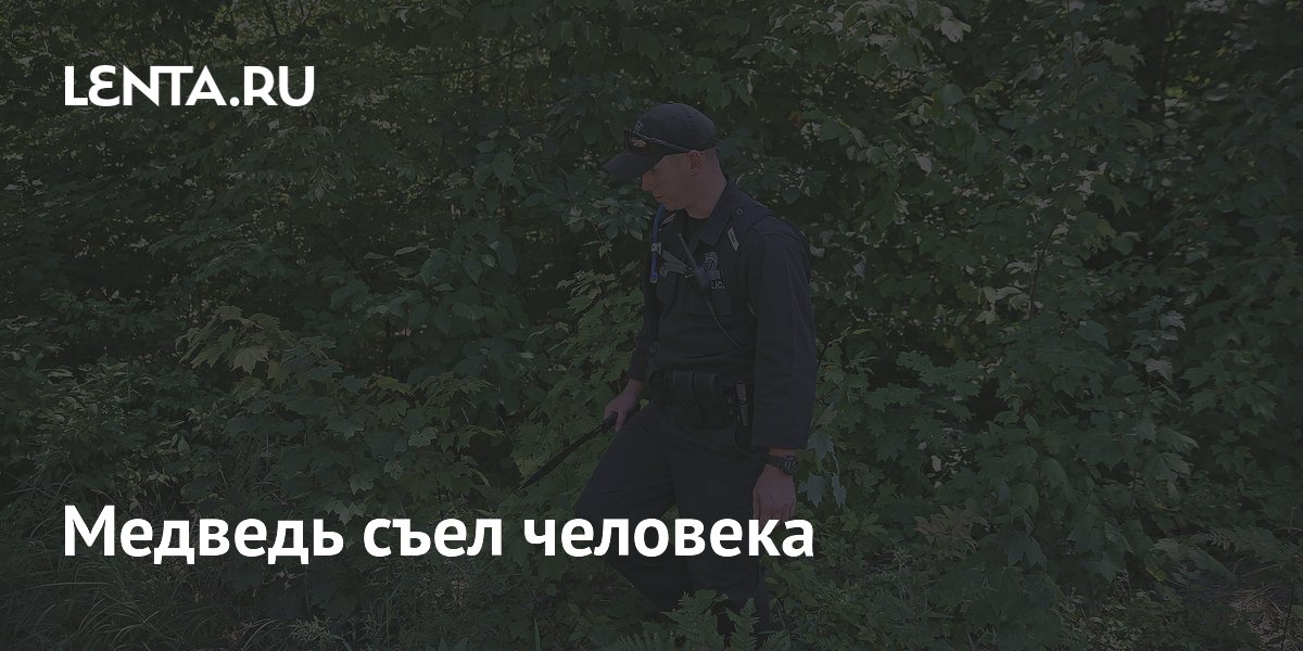 В США медведь растерзал человека в лесу: что известно о трагедии
