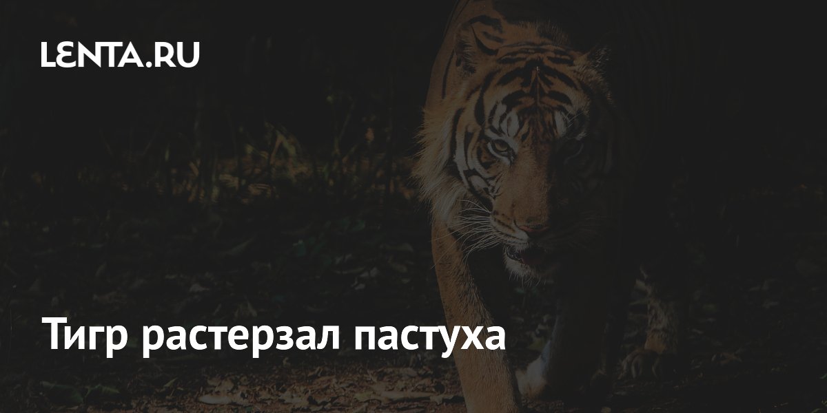 В Индии тигр убил пастуха: как избежать встречи с хищником в лесу
