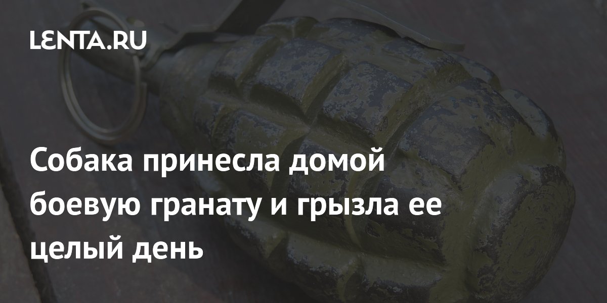 Неожиданная находка: как собака принесла гранату и что делать в такой ситуации