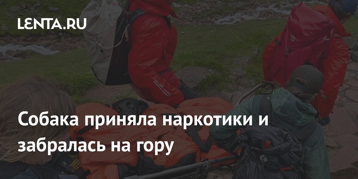 Собака отравилась наркотиками на горной вершине: как спасатели помогли лабрадору