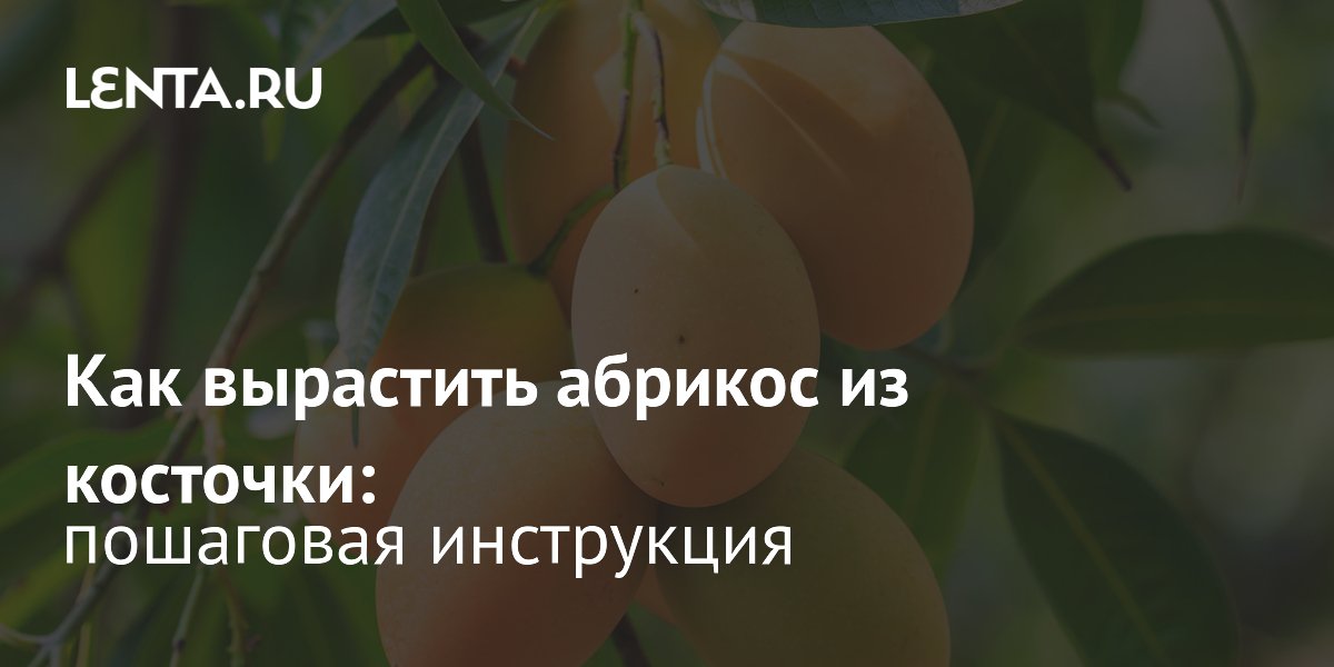 Выращивание абрикоса из косточки дома: пошаговая инструкция