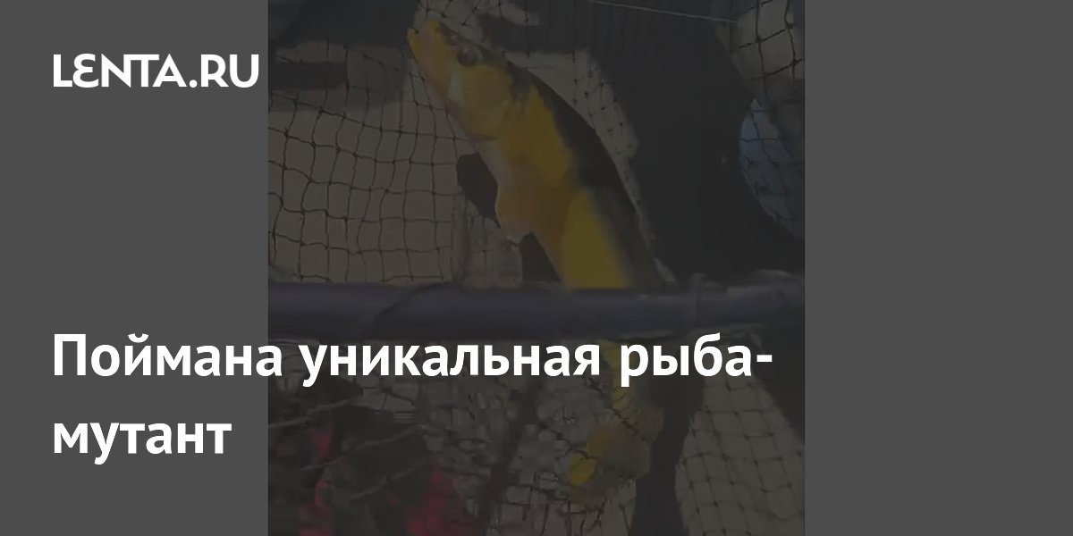 В США рыбак поймал уникального золотого судака-мутанта и отпустил В США рыбак поймал уникального золотого судака-мутанта и отпустил