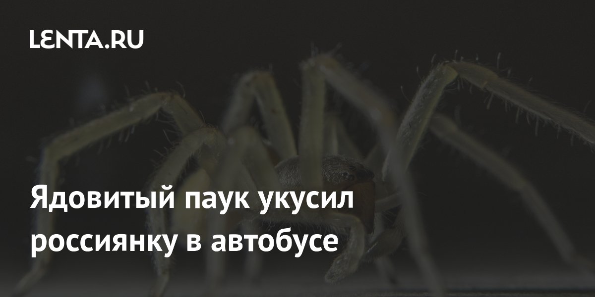 Укус ядовитого паука в автобусе: жительницу Татарстана спасли врачи