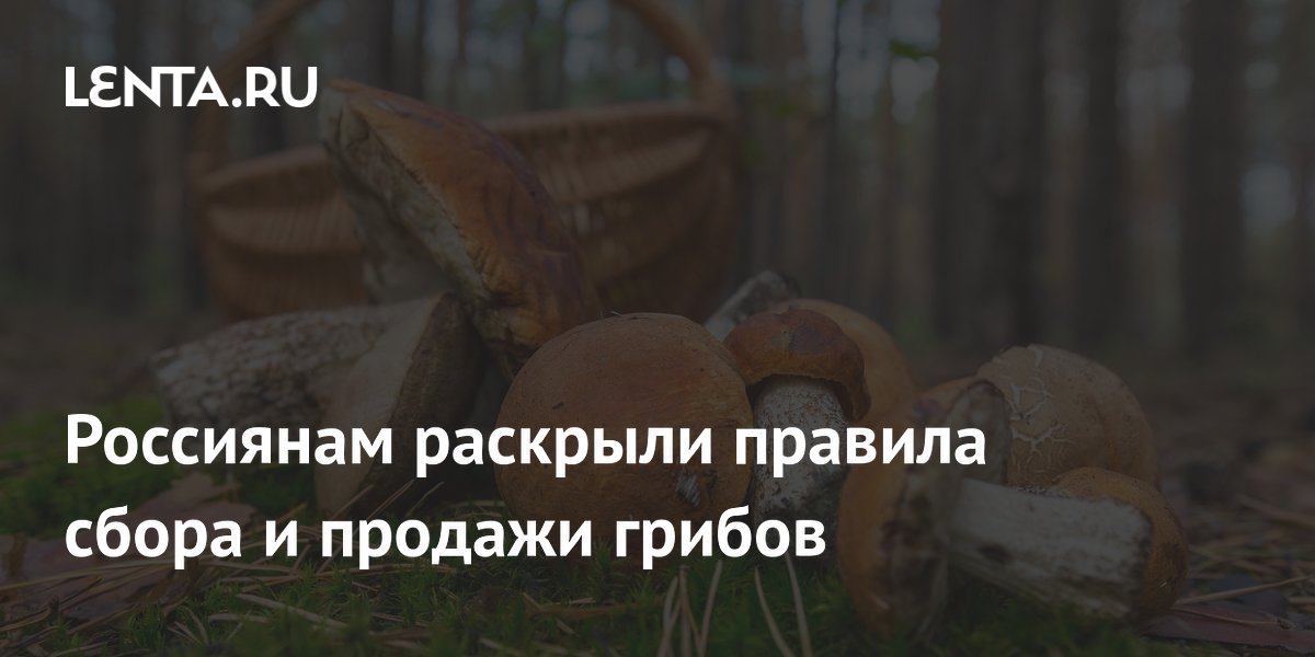 Как законно собирать и продавать грибы: советы Роскачества