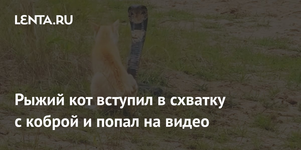 Рыжий кот обратил в бегство кобру: как кошки защищают дом от змей