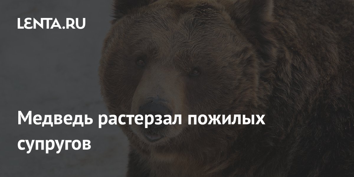 Нападение медведя на пожилую пару в Канаде: что известно
