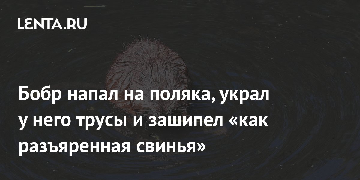 В Польше бобр украл у мужчины трусы с бельевой веревки и зашипел на него