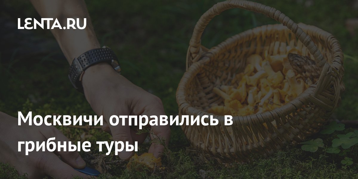 Спрос на грибные туры в Подмосковье вырос в полтора раза: цены и условия
