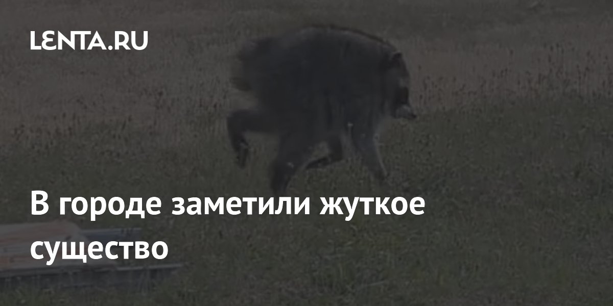 В Сиэтле заметили необычного енота с длинными ногами