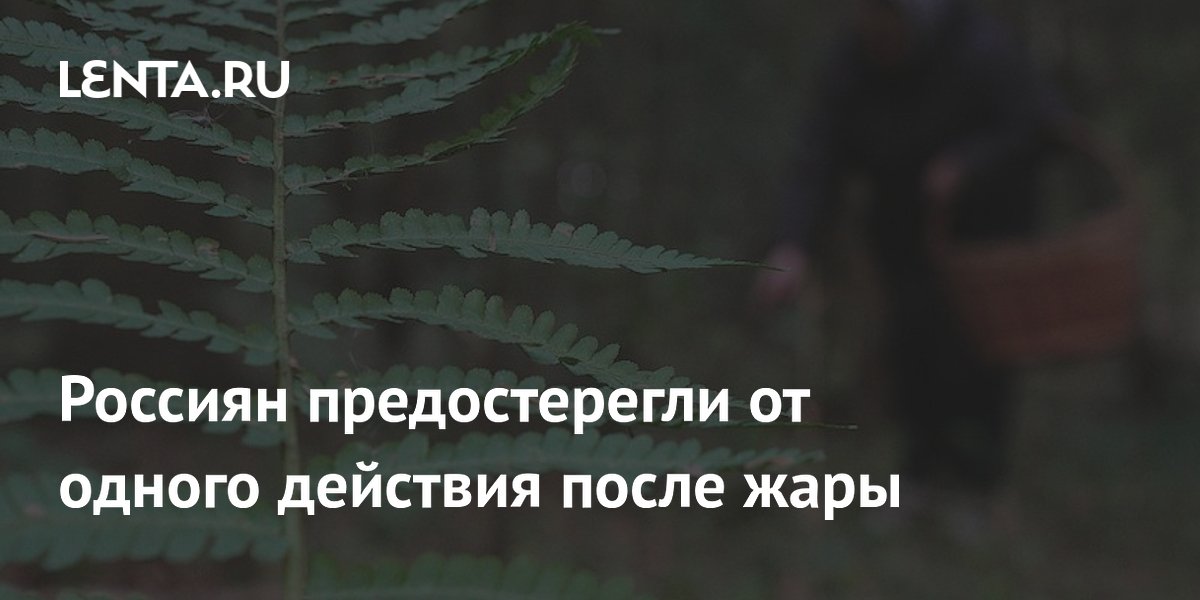 После жары собирать грибы опасно: эксперт предупредил о накоплении токсинов