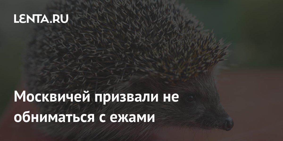 Москвичей предупредили об опасности объятий с ежами: риск бешенства