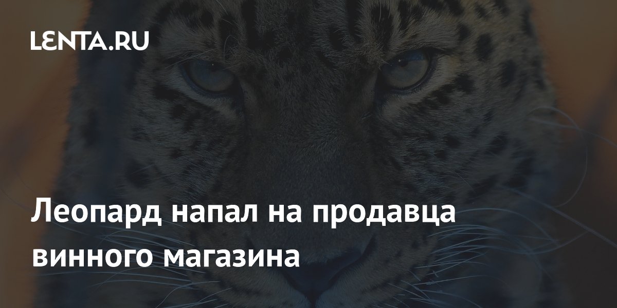 В Индии леопард напал на продавца винного магазина: хищника усыпили