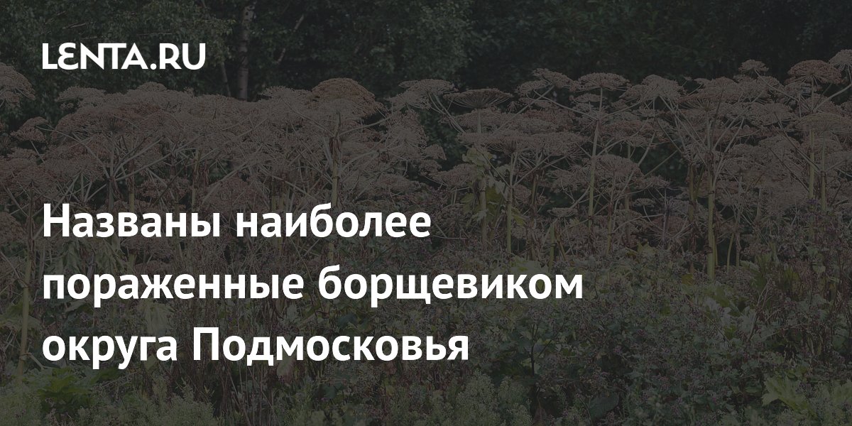 Клин, Можайск и Волоколамск: названы самые заросшие борщевиком округа Подмосковья
