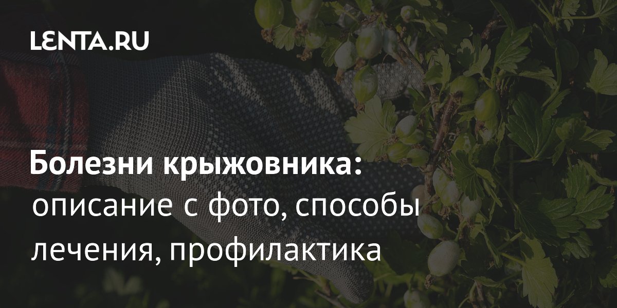 Болезни крыжовника: как распознать и спасти урожай