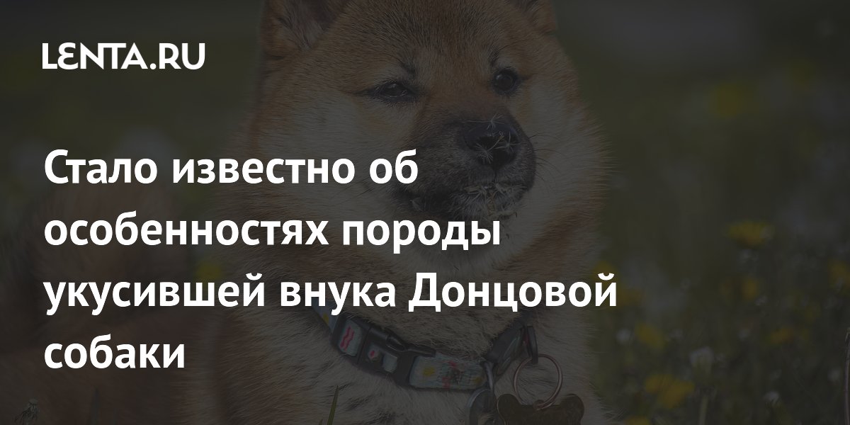 Акита-ину: зоопсихолог объяснила нападение на внука Дарьи Донцовой
